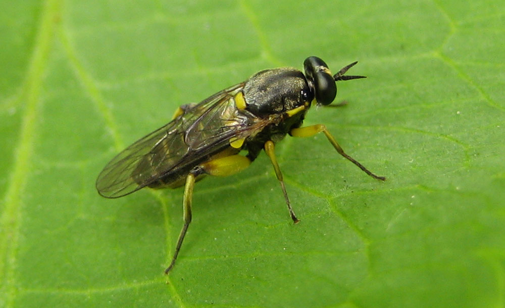 Cecile Bassaglia - Solva marginata - réf. 46469 (1000 x 609 pixels, 125 ko)