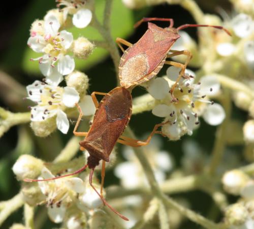 Réf. 47 499 : Gonocerus acuteangulatus