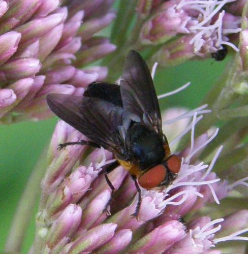 Réf. 47 744 : Phasia hemiptera