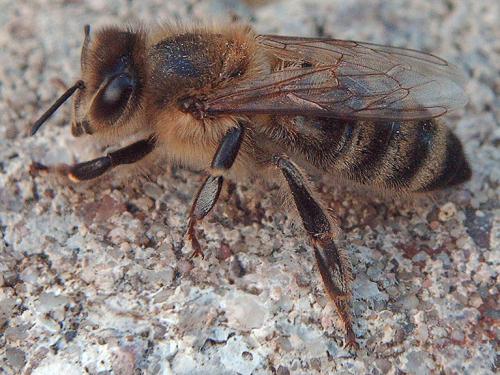 Apis mellifera