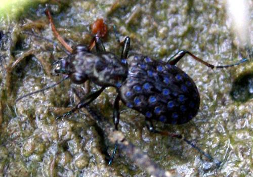 Elaphrus cupreus