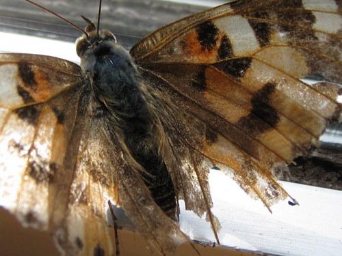 Réf. 47 503 : Vanessa cardui