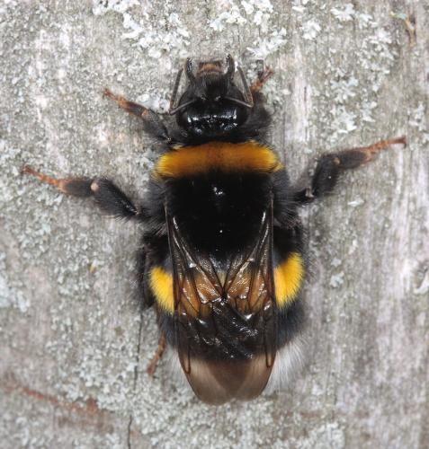 Réf. 48 586 : Bombus terrestris