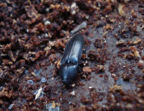 Ampedus scrofa