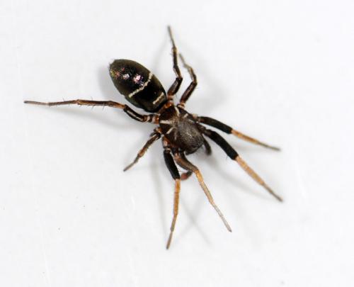 Réf. 48 768 : Micaria pulicaria