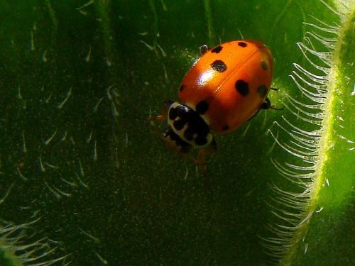 Hippodamia variegata