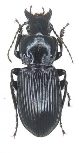 Pterostichus melanarius