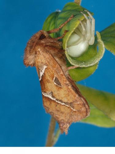 Réf. 49 994 : Triodia sylvina