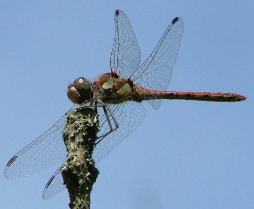 Réf. 5 488 : Sympetrum striolatum
