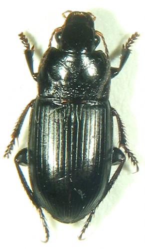 Harpalus sp.