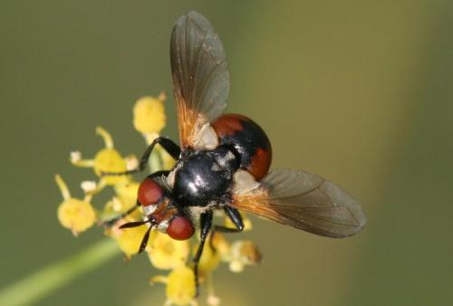 Réf. 5 592 : Gymnosoma clavatum