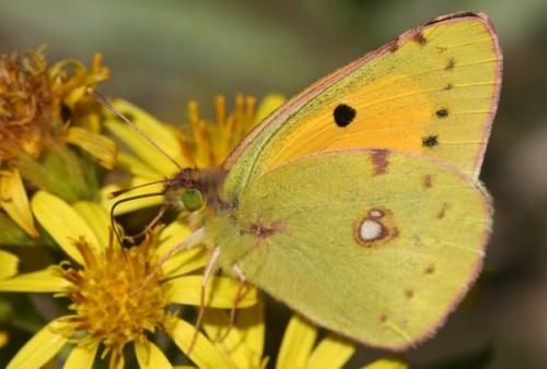 Réf. 5 670 : Colias croceus