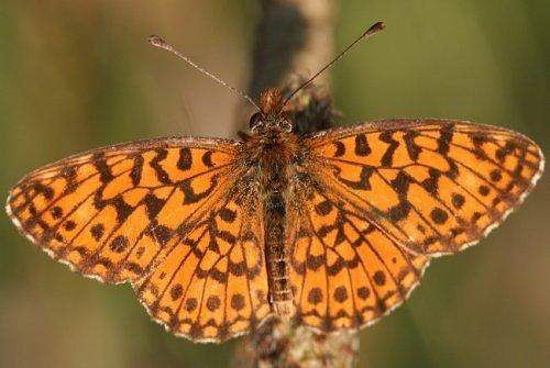 Réf. 5 838 : Boloria dia