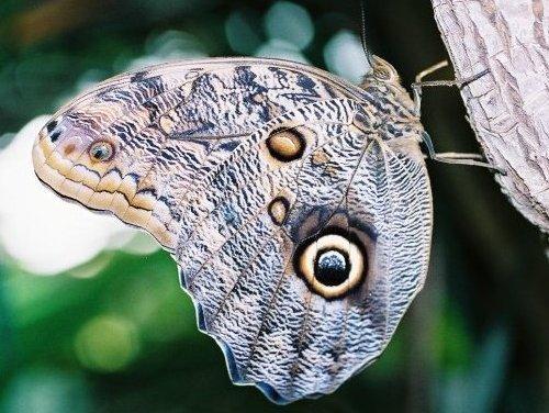 Réf. 5 868 : Caligo sp.