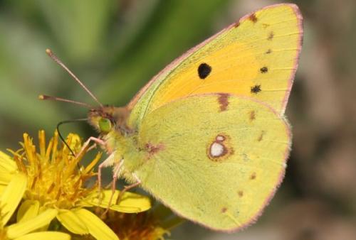 Colias croceus