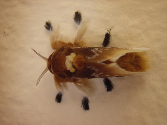 Emmeran - Megalopyge opercularis - réf. 5175 (640 x 480 pixels, 50 ko)