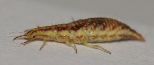 Chrysoperla sp.