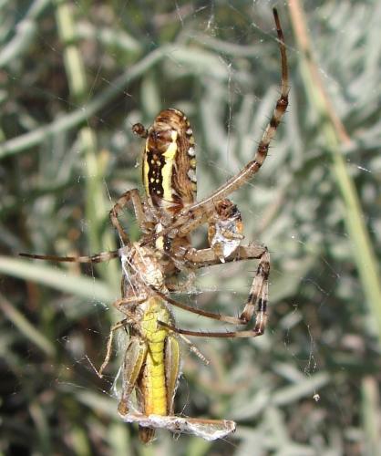 Argiope bruennichi
