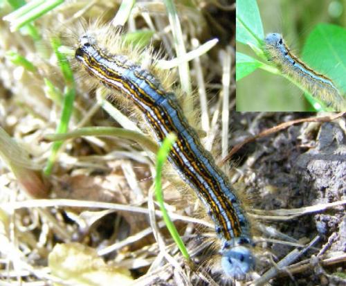 Réf. 51 886 : Malacosoma neustria