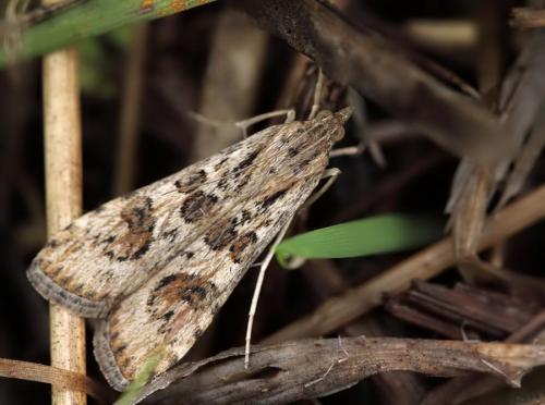 Réf. 51 437 : Nomophila noctuella