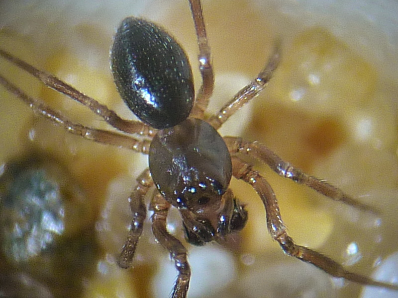 Olivier9099 - Panamomops sulcifrons - réf. 51797 (800 x 600 pixels, 186 ko)