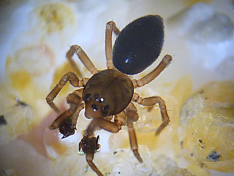 Olivier9099 - Panamomops sulcifrons - réf. 51826 (800 x 600 pixels, 206 ko)