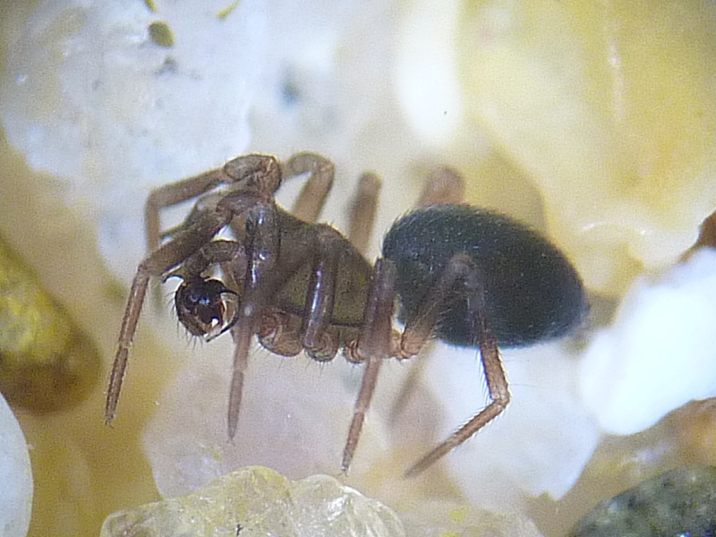 Olivier9099 - Panamomops sulcifrons - réf. 51824 (800 x 600 pixels, 177 ko)