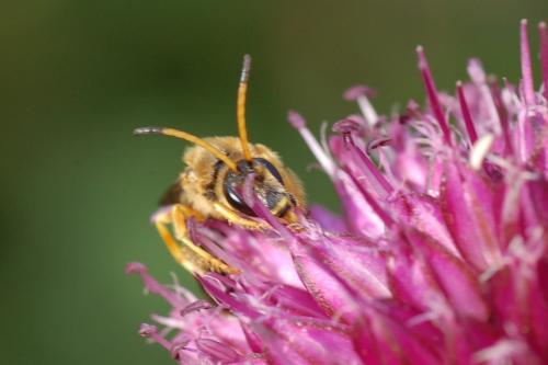 Réf. 52 578 : Halictus sexcinctus