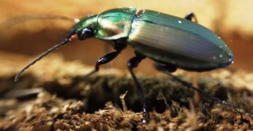 Réf. 52 652 : Poecilus cupreus