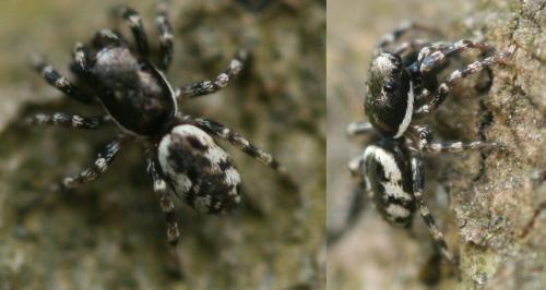 Réf. 52 802 : Salticus sp.