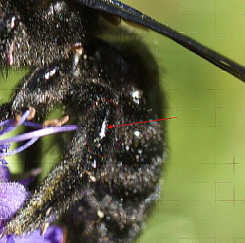 Réf. 52 434 : Xylocopa violacea