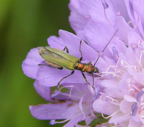 Réf. 53 244 : Oedemera nobilis