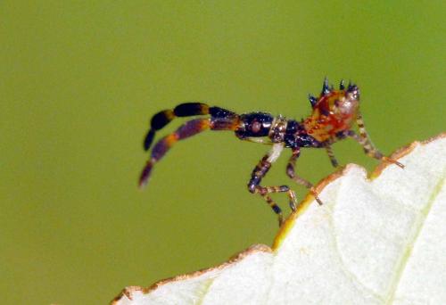 Coreus marginatus