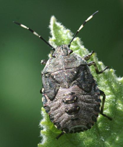 Rhaphigaster nebulosa