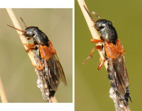 Platydracus stercorarius