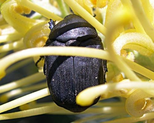 Réf. 54 995 : Netocia morio