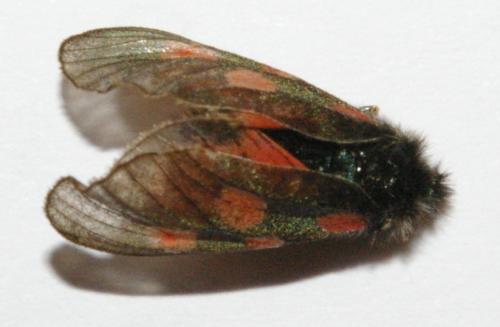 Réf. 54 466 : Zygaena sp.