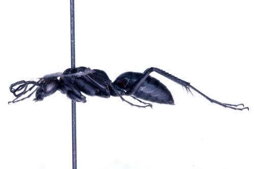 Réf. 54 597 : Priocnemis sp.