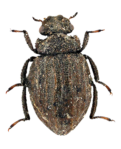 P.Deschamps - Spercheus senegalensis - réf. 54937 (406 x 500 pixels, 172 ko)