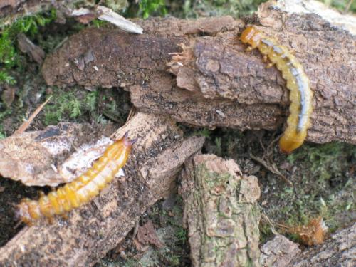 Réf. 55 060 : Pyrochroa sp.