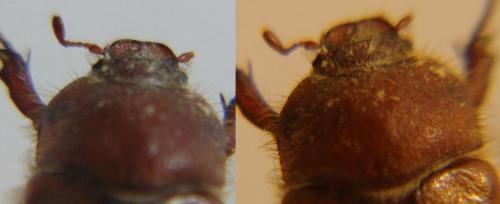 Réf. 55 188 : Amphimallon atrum