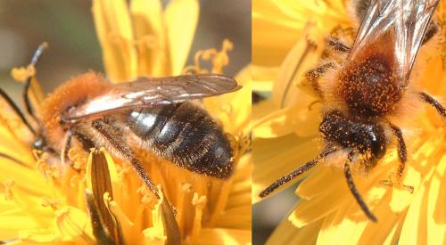 Réf. 55 733 : Andrena nitida