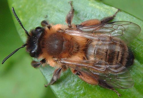 Réf. 55 105 : Andrena nigroaenea