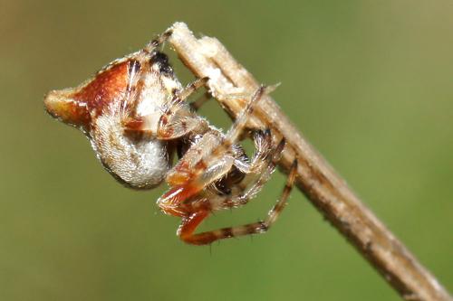 Réf. 55 108 : Cyclosa sp.