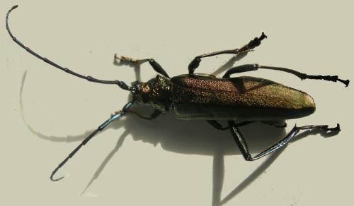 Réf. 55 759 : Aromia moschata