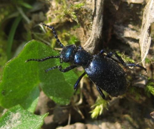 Réf. 55 984 : Meloe violaceus