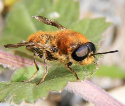 Réf. 55 864 : Stratiomys longicornis