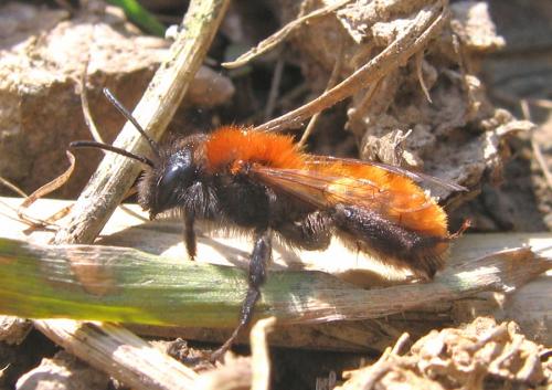 Réf. 55 615 : Andrena fulva