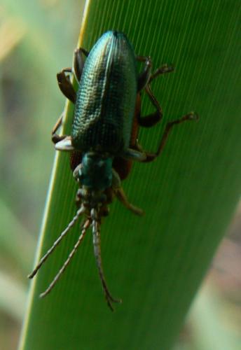 Réf. 56 469 : Plateumaris sericea