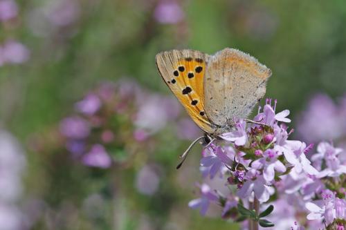 Réf. 56 673 : Lycaena phlaeas